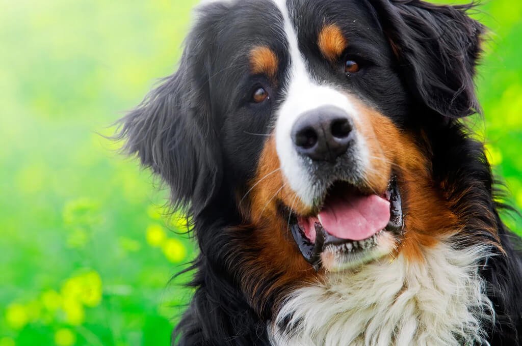 Bernese Mountain Dog Breed