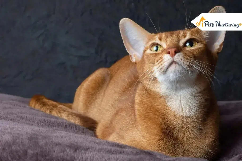 Cats with Big Ear