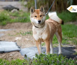 Shikoku Dogas