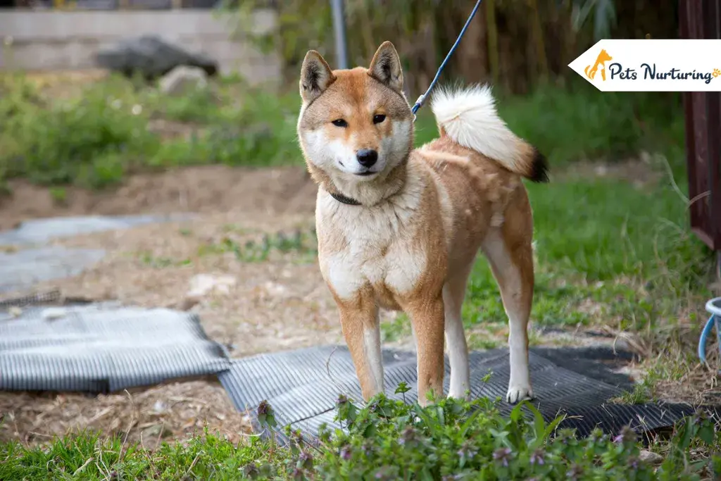 Shikoku Dogas