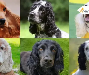 Spaniel Breed
