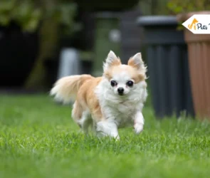 Teacup Dog Breeds