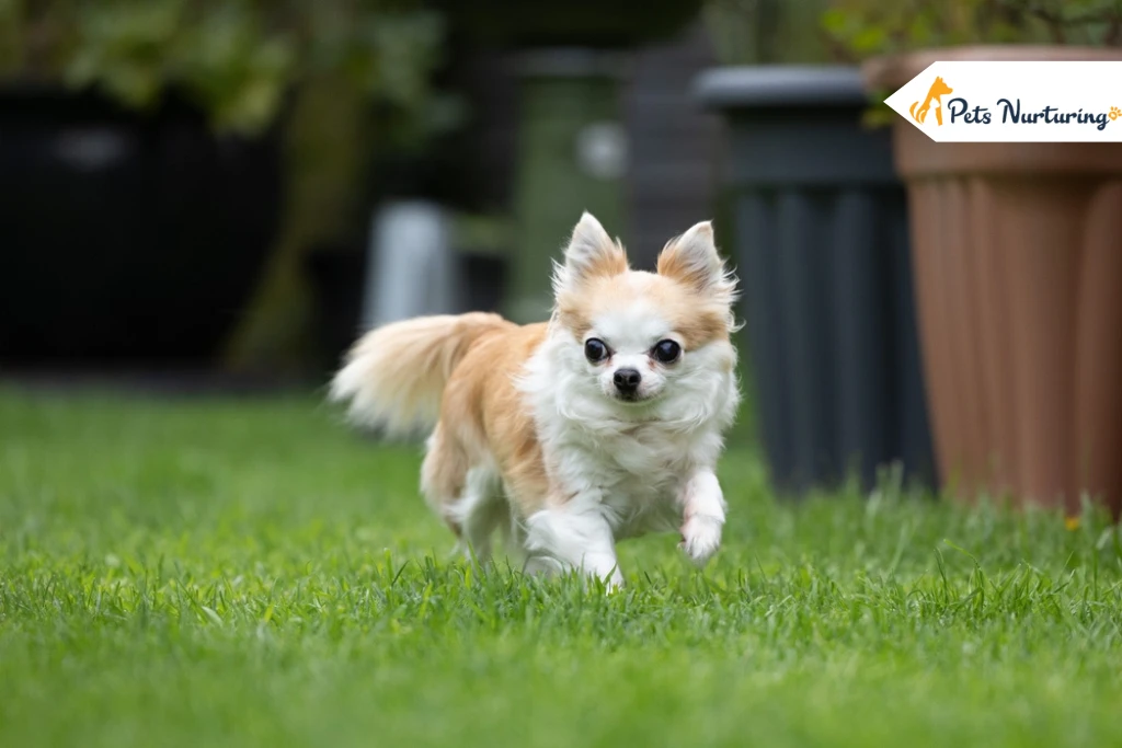 Teacup Dog Breeds