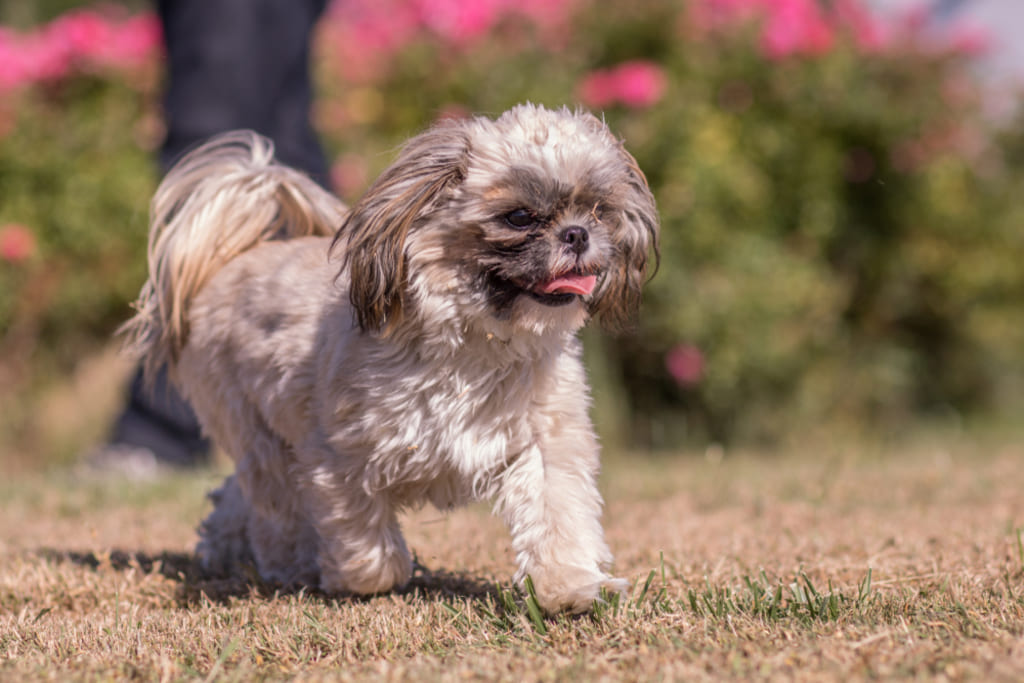 Teacup Shih Tzu