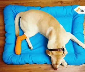 Torn ACL in Dog