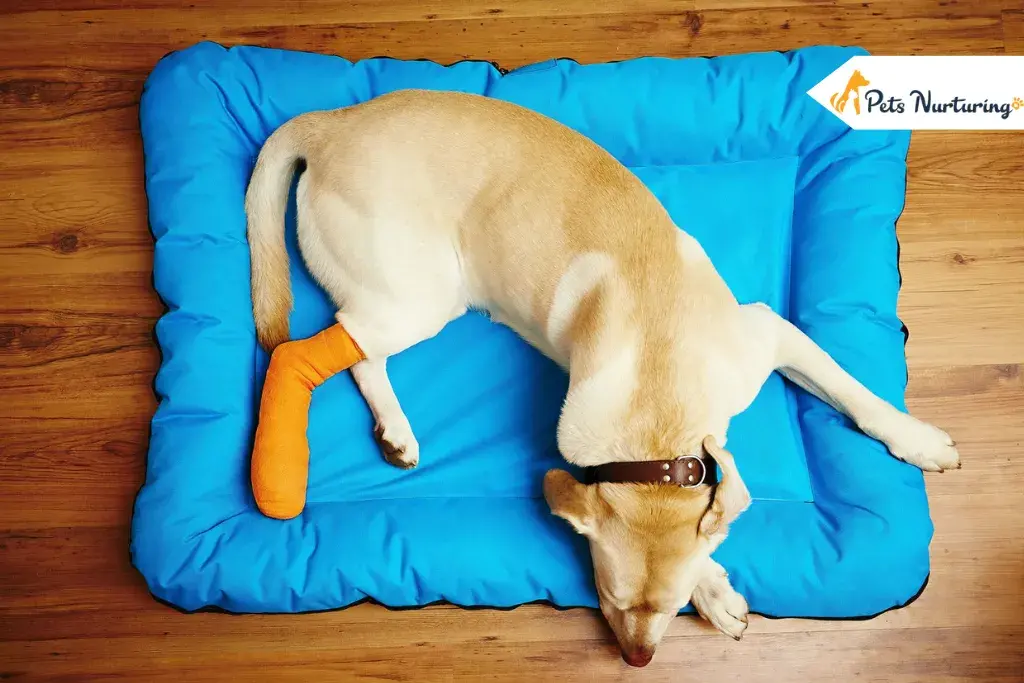 Torn ACL in Dog