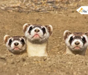Types of Ferret
