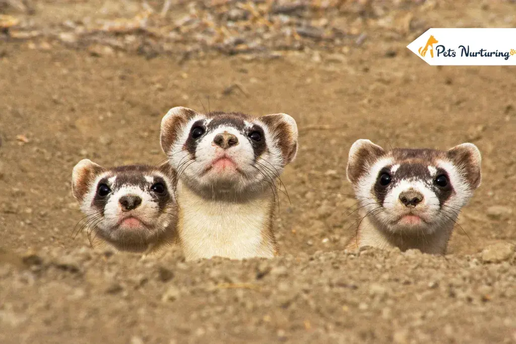 Types of Ferret