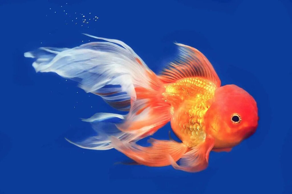 best low maintenance pets