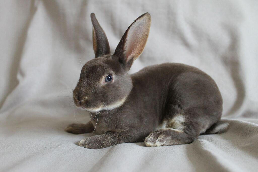 best low maintenance pets