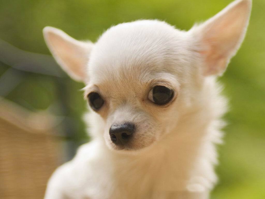 best low maintenance pets