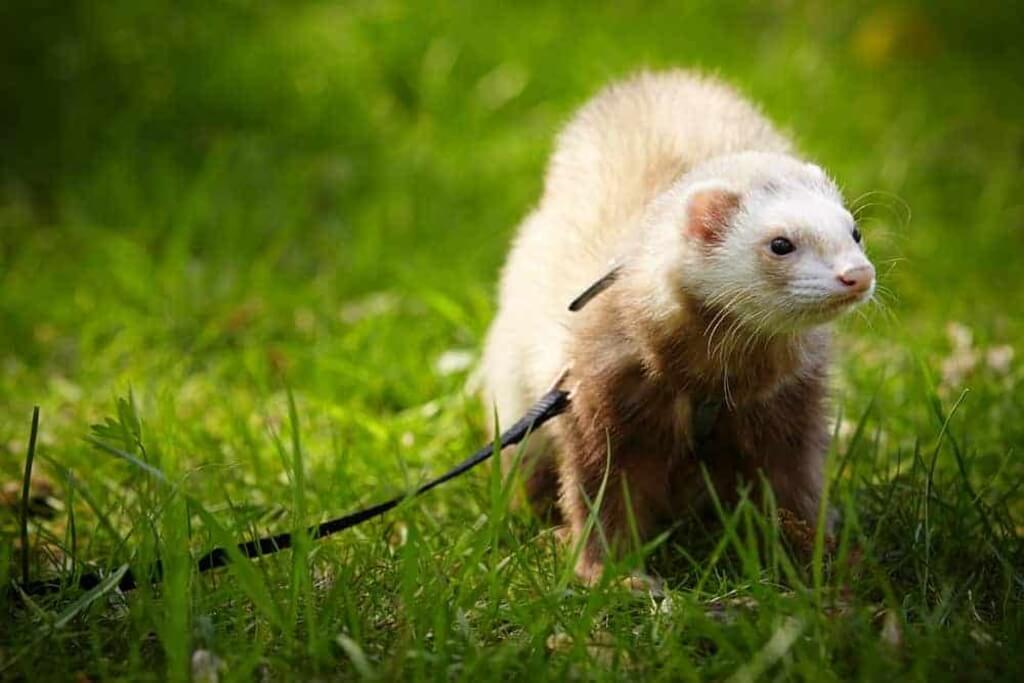 Champagne Ferrets: different types of ferrets