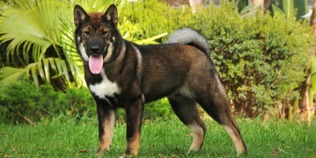 shikoku dog