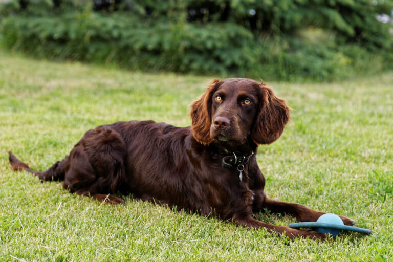 12 Types of Spaniel Breeds Which One Is Best for You