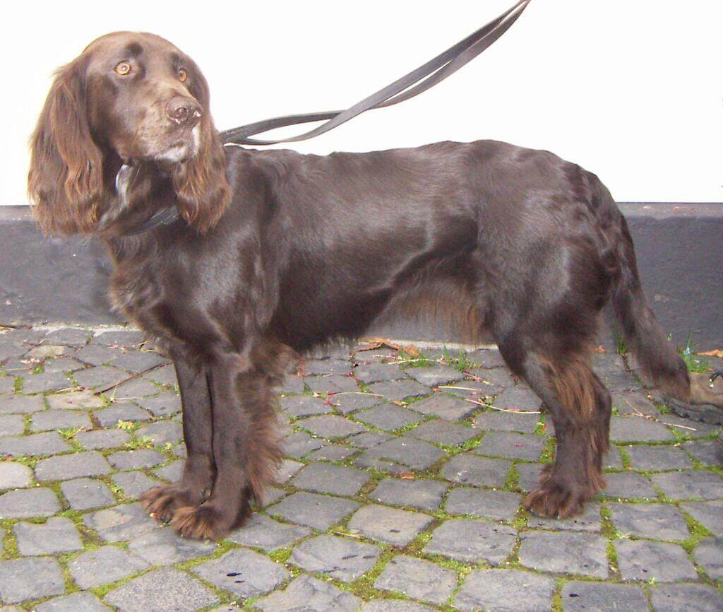 German Spaniel: spaniel dog breeds