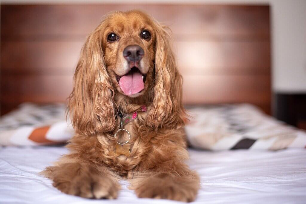 English Cocker Spaniel: spaniel dog breeds