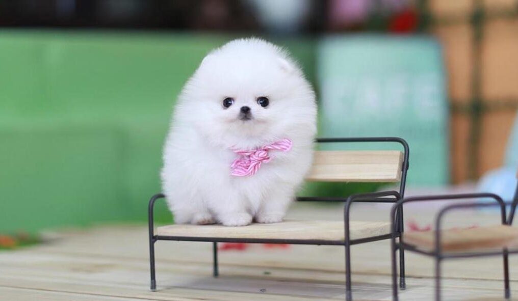 teacup pomeranian brown and white