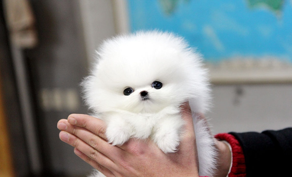 cheap-pomeranian-puppies-for-sale-near-me-petsidi