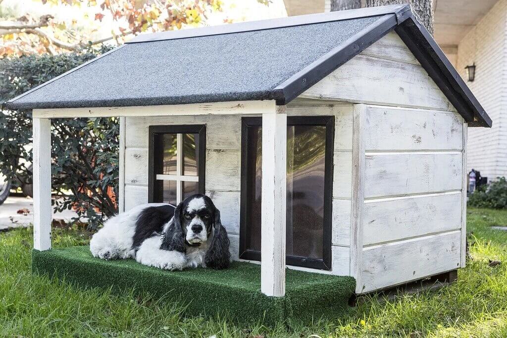 the dog house