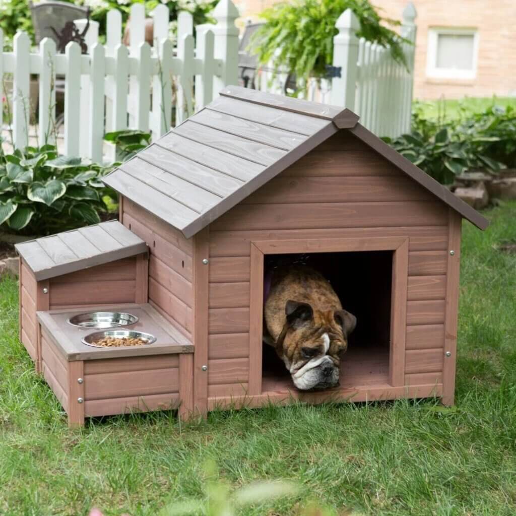 the dog house