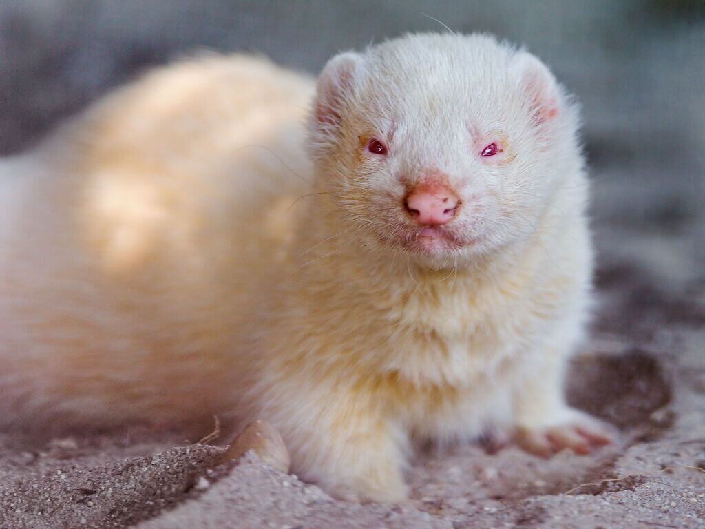 Albino Ferret: types of ferrets