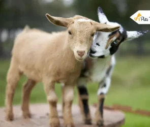 types of goat breed