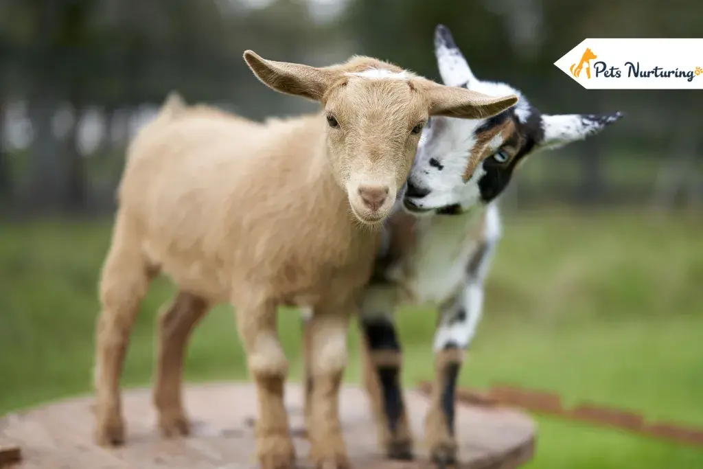 types of goat breed