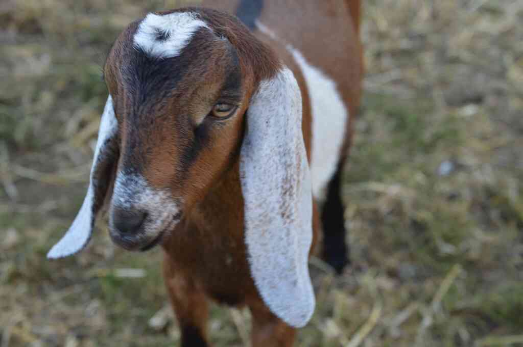 types of goat breeds