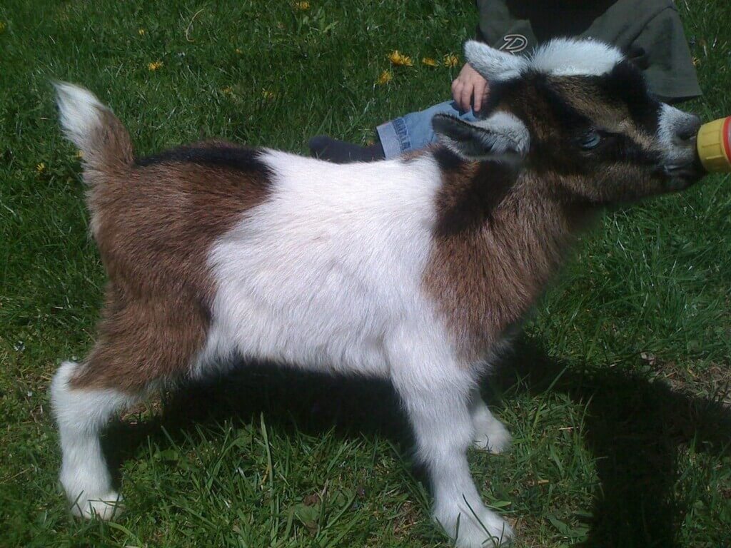 types of goat breeds