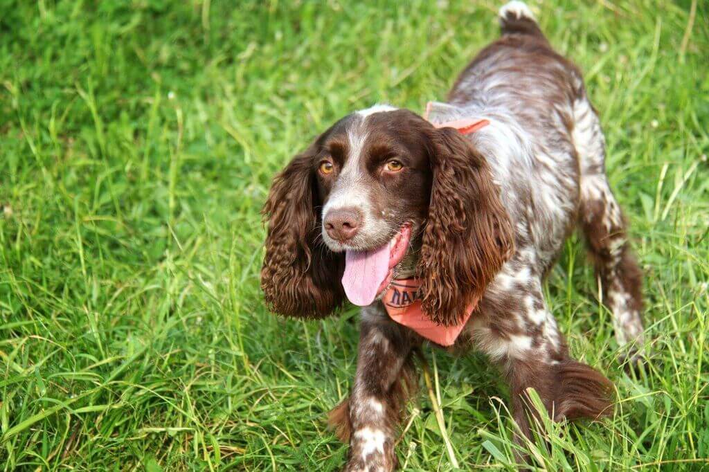 Russian Spaniel: types of spaniels