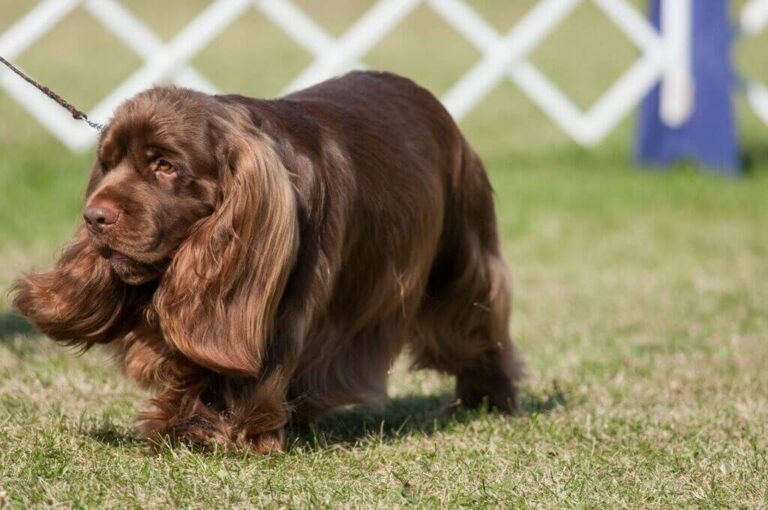 Types of Spaniel Breeds How Many Breeds Are There?