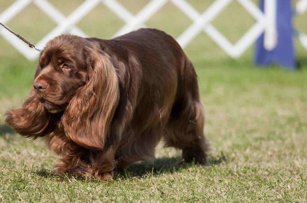 Sussex Spaniel: types of spaniels