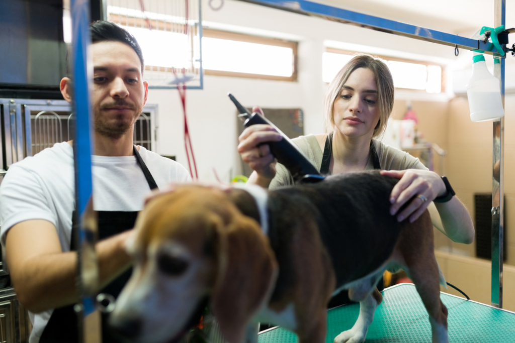 how often do you need to professionally groom a beagle