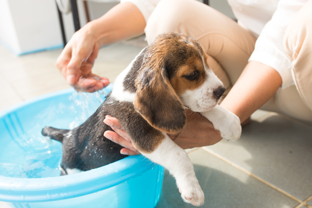 how often do you need to professionally groom a beagle