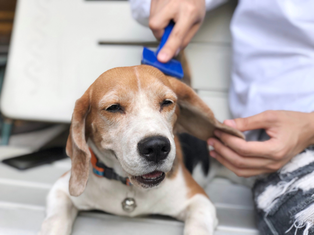 beagle grooming