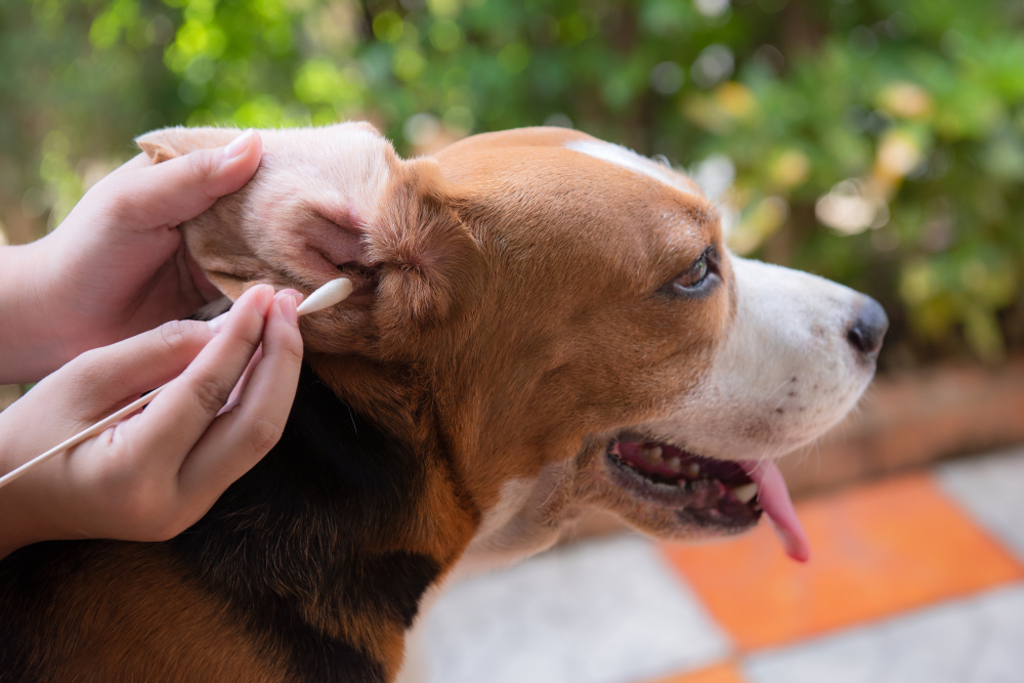 how often do you need to professionally groom a beagle