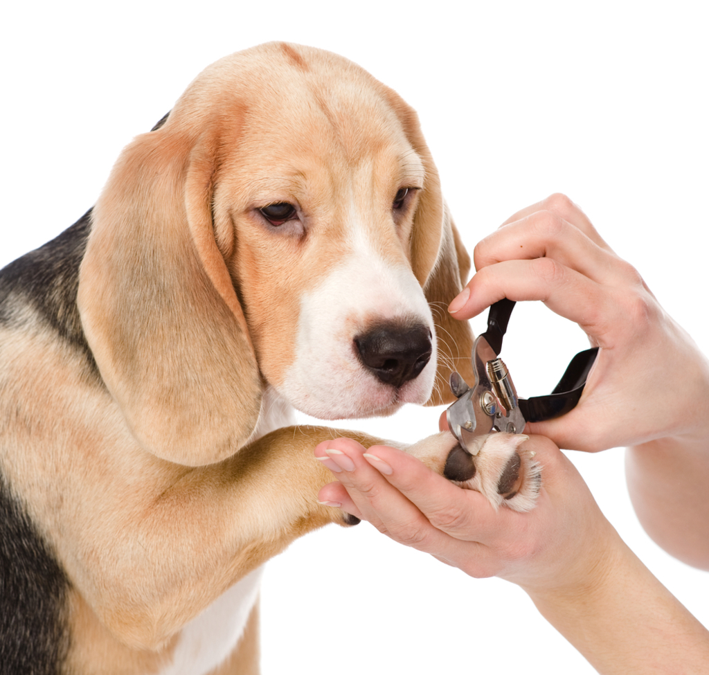 how often do you need to professionally groom a beagle