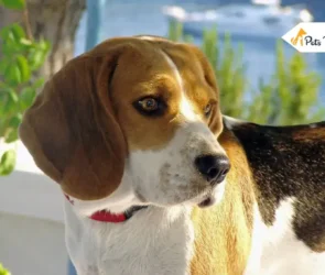 How to Groom Your Beagles