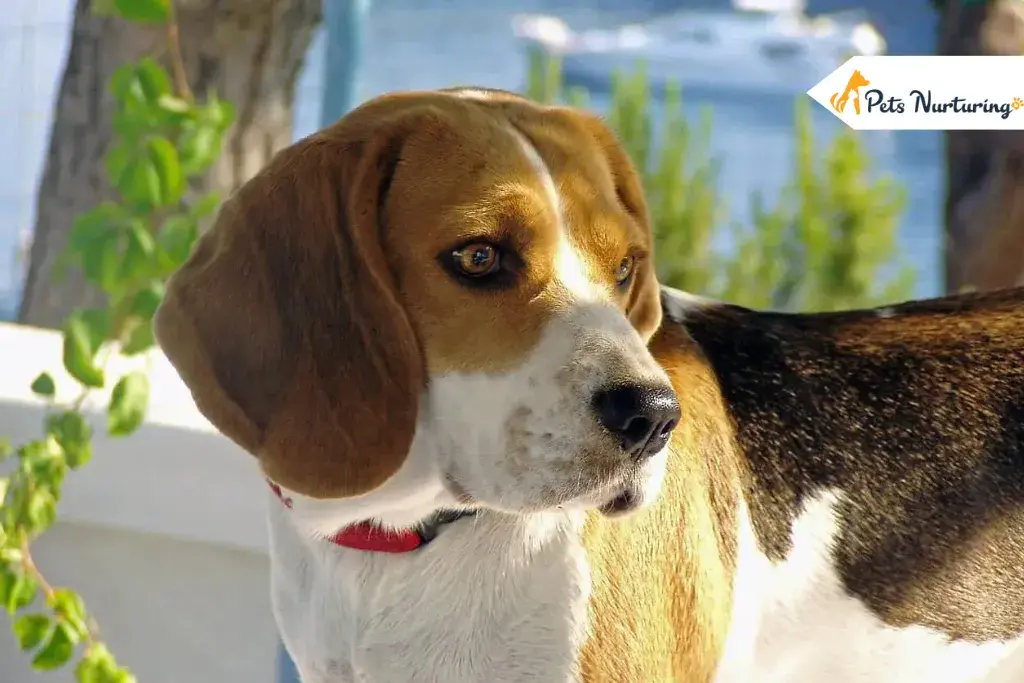How to Groom Your Beagles