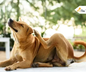 How to Makes a Dog Throw Up