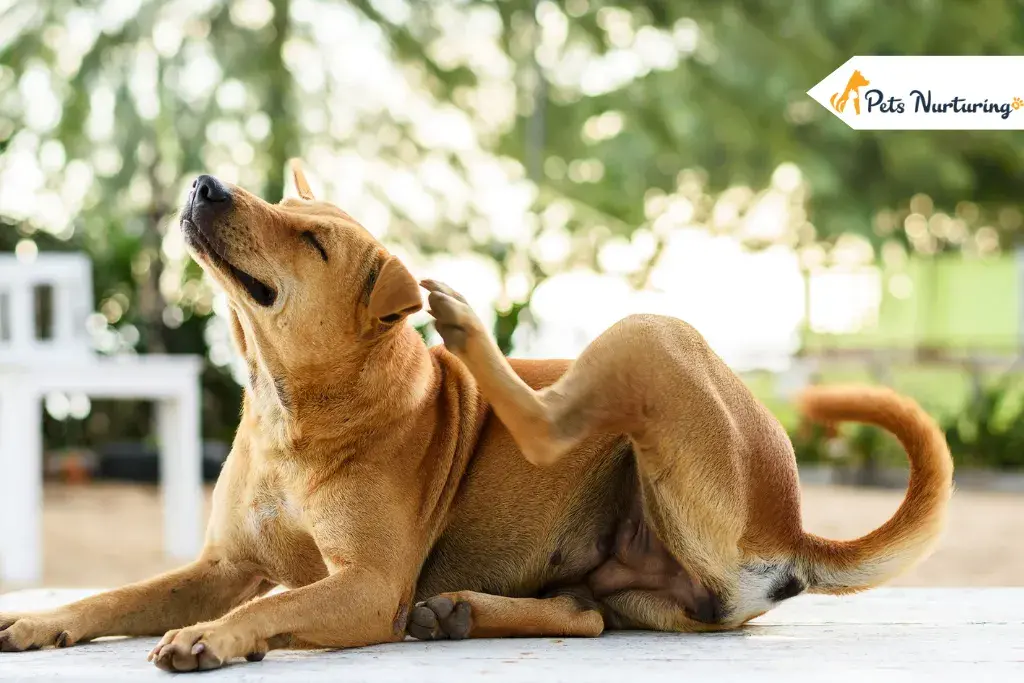 How to Makes a Dog Throw Up