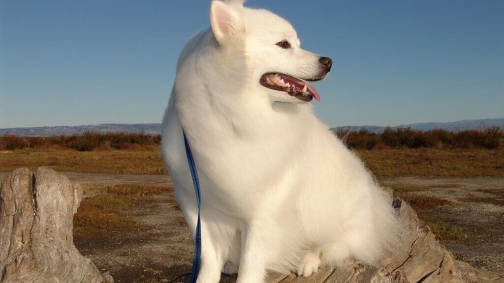 American Eskimo Dog: White Dog Breeds