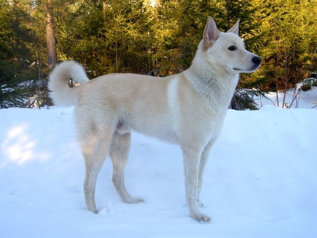 Canaan Dog: White Dog Breeds