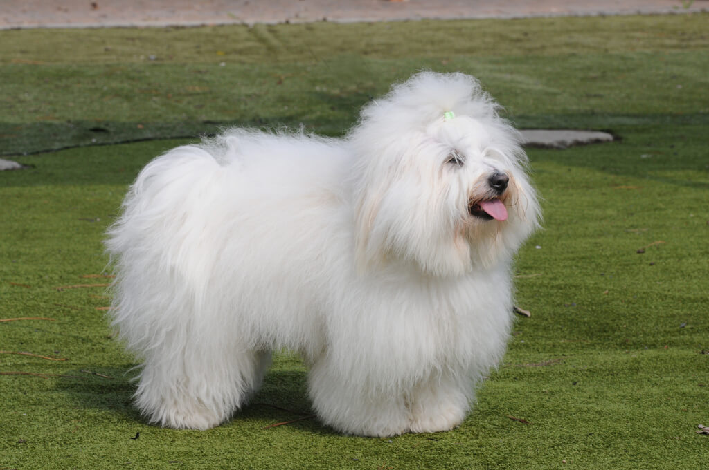 Coton De Tulear: White Dog Breeds