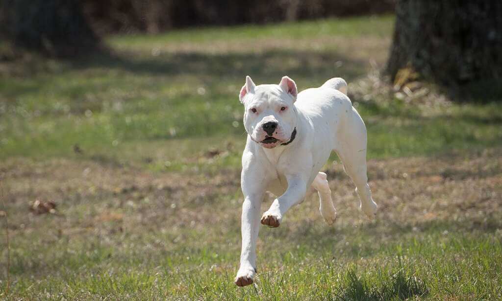 Dogo Argentino: White Dog Breeds