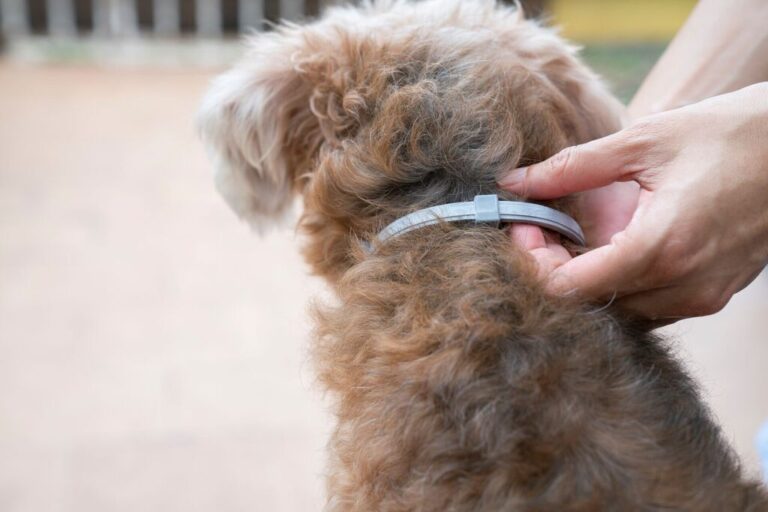 Get the Best Flea Collar for Dogs with Buying Guide