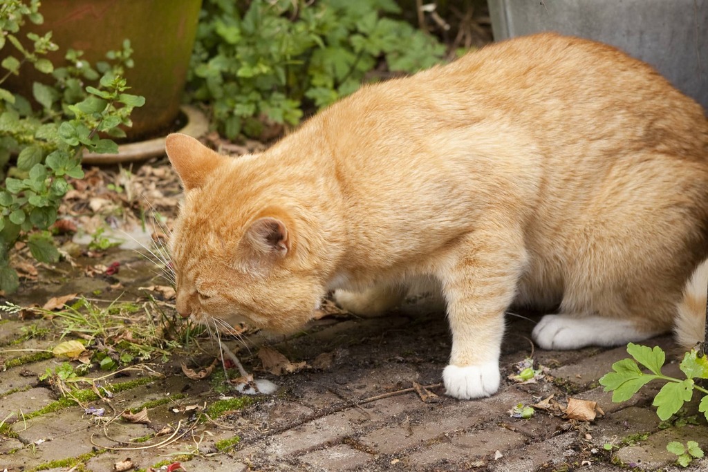 Cat Coughing Reasons, Treatment, and Symptoms