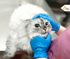 cat coughings