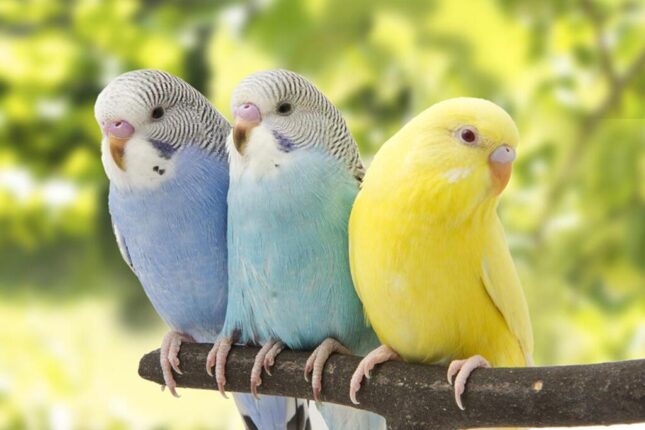 How Long Do Parakeets Live on Average? Parakeet Lifespan