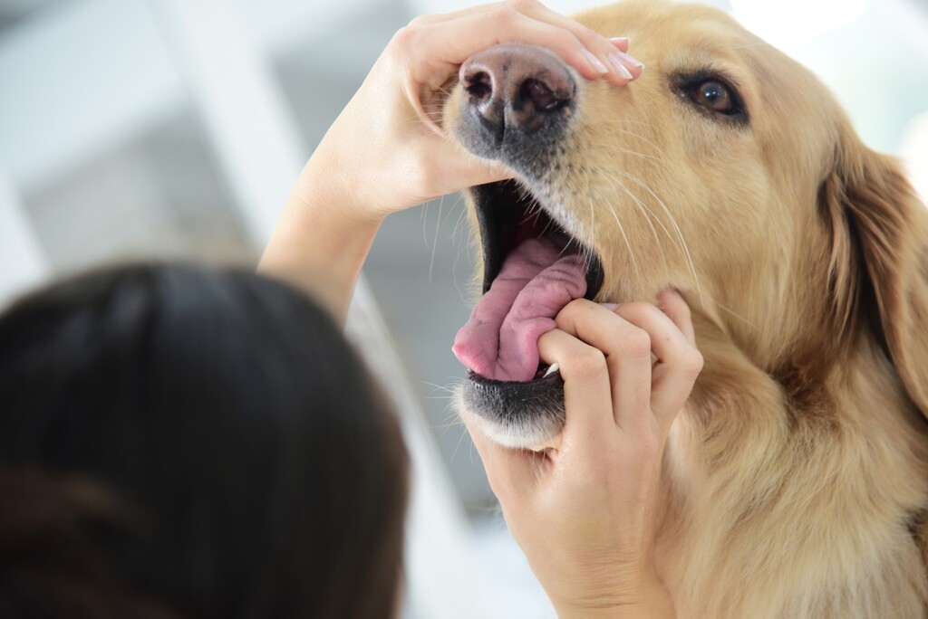 how to make a dog throw up